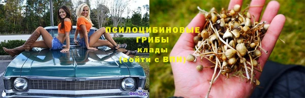 гашик Касимов